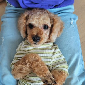 강아지를 찾습니다 푸들/토이푸들 인천광역시 중구