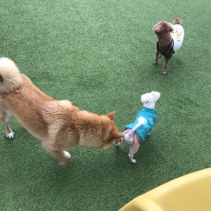강아지를 찾습니다 말티즈 충청북도 청주시 서원구