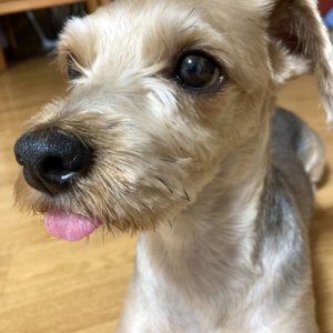 강아지를 찾습니다 요크셔테리어 대전광역시 서구