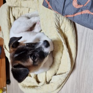 강아지 주인을 찾습니다 기타견종 부산광역시 부산진구