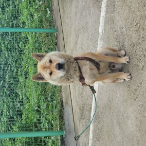 강아지를 찾습니다 기타견종 경기도 화성시
