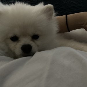 강아지를 찾습니다 포메라니언 부산광역시 서구