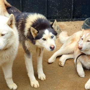강아지를 찾습니다 시베리안허스키 경기도 광주시