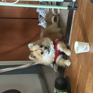강아지를 찾습니다 포메라니언 경기도 의정부시