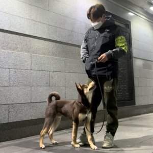 강아지를 찾습니다 진돗개 경기도 양주시