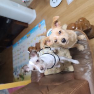 강아지를 찾습니다 믹스견 전라북도 완주군