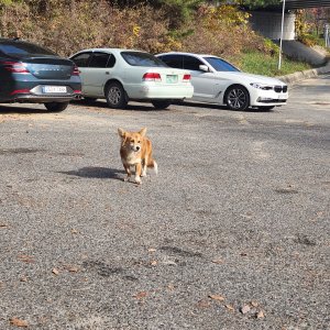 강아지 주인을 찾습니다 웰시코기카디건 전라북도 전주시 덕진구