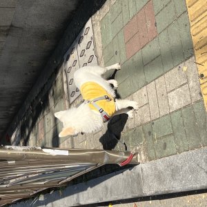 강아지 주인을 찾습니다 기타견종 부산광역시 사상구