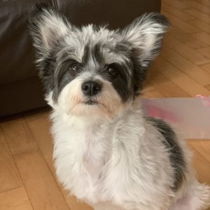 강아지를 찾습니다 믹스견 인천광역시 미추홀구