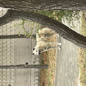강아지 주인을 찾습니다 진돗개 울산광역시 북구