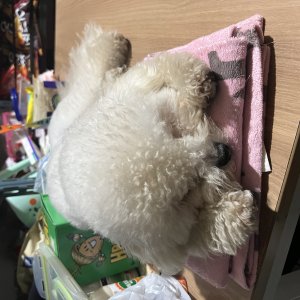 강아지를 찾습니다 비숑프리제 경기도 안산시 상록구