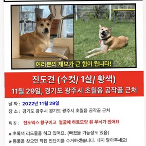 강아지를 찾습니다 믹스견 경기도 광주시