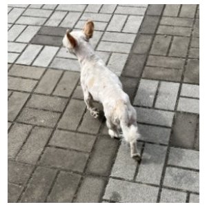 강아지를 찾습니다 믹스견 대구광역시 북구