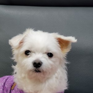 강아지를 찾습니다 말티즈 부산광역시 해운대구