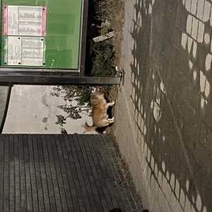 강아지 주인을 찾습니다 믹스견 서울특별시 관악구