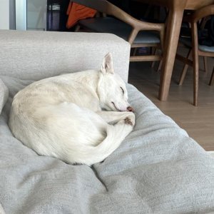 강아지를 찾습니다 진돗개 전라북도 남원시
