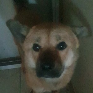 강아지를 찾습니다 믹스견 경기도 군포시