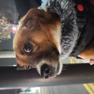 강아지를 찾습니다 믹스견 경기도 성남시 수정구