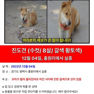 강아지를 찾습니다 진돗개 경기도 평택시
