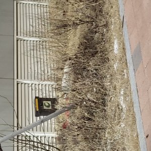 강아지 주인을 찾습니다 진돗개 인천광역시 서구