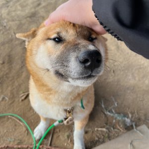 강아지를 찾습니다 시바 충청남도 서산시