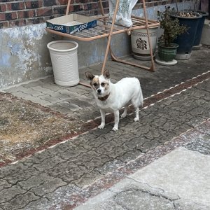강아지를 찾습니다 믹스견 경상북도 구미시