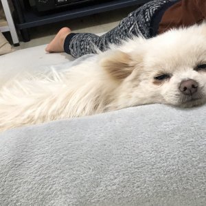 강아지 주인을 찾습니다 기타견종 강원도 화천군