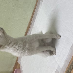 강아지를 찾습니다 믹스견 전라북도 김제시