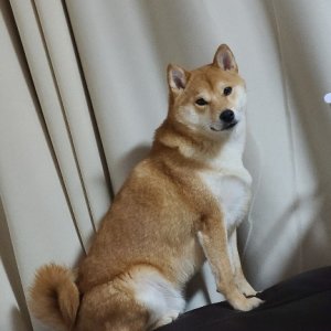 강아지를 찾습니다 시바 경기도 시흥시