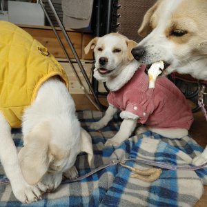 강아지를 찾습니다 기타견종 경기도 양주시