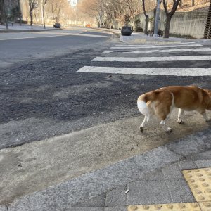 강아지 주인을 찾습니다 기타견종 서울특별시 강북구