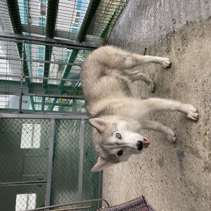 강아지 주인을 찾습니다 시베리안허스키 경기도 광주시
