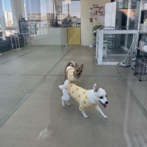 강아지를 찾습니다 믹스견 충청남도 홍성군