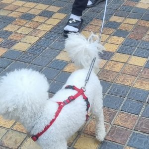 강아지를 찾습니다 비숑프리제 경기도 파주시