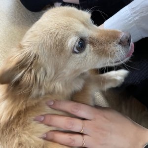 강아지를 찾습니다 믹스견 대구광역시 동구