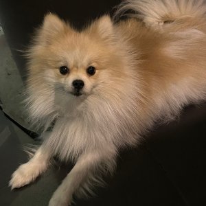 강아지를 찾습니다 포메라니언 경상북도 경산시