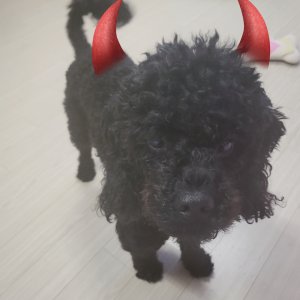 강아지를 찾습니다 푸들/미니어처푸들 경기도 안성시