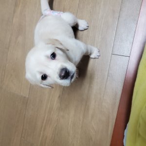 강아지를 찾습니다 래브라도리트리버 전라북도 김제시