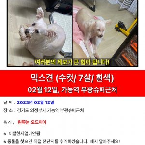 강아지를 찾습니다 믹스견 경기도 의정부시