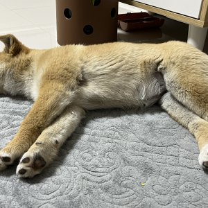 강아지 주인을 찾습니다 기타견종 충청북도 음성군