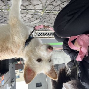 강아지를 찾습니다 믹스견 제주특별자치도 제주시
