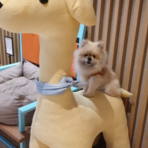 강아지를 찾습니다 포메라니언 서울특별시 서대문구