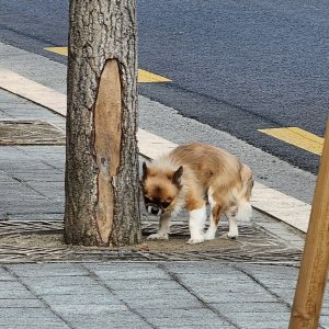 강아지 주인을 찾습니다 치와와 서울특별시 서대문구