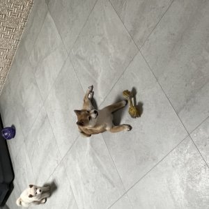 강아지를 찾습니다 시바 경상북도 포항시 남구