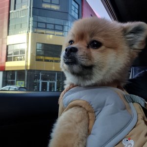 강아지를 찾습니다 포메라니언 대구광역시 달성군