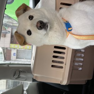 강아지를 찾습니다 진돗개 광주광역시 남구