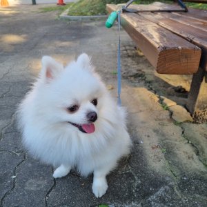 강아지를 찾습니다 포메라니언 충청남도 천안시 동남구