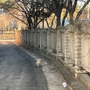 강아지 주인을 찾습니다 닥스훈트 경기도 수원시 권선구