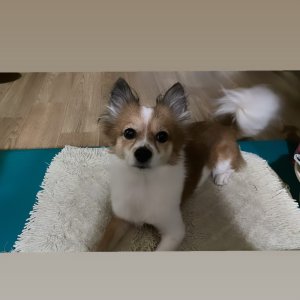 강아지를 찾습니다 믹스견 충청남도 아산시