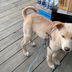 강아지 주인을 찾습니다 기타견종 경기도 김포시